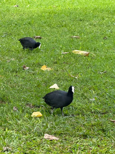 Fulica alai observed 2025-12-07