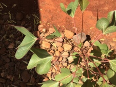 Brachychiton gregorii