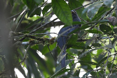 Trogon melanurus
