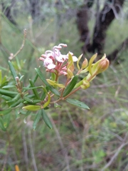Grevillea sphacelata