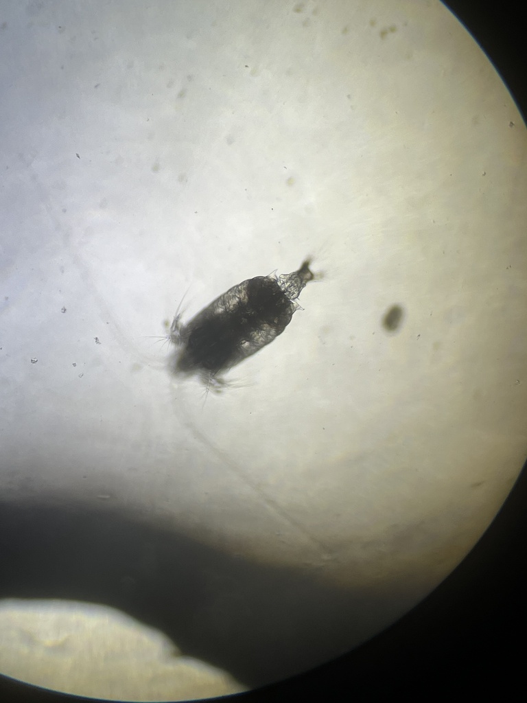 Centropages hamatus