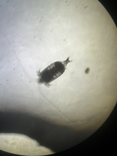 Centropages hamatus