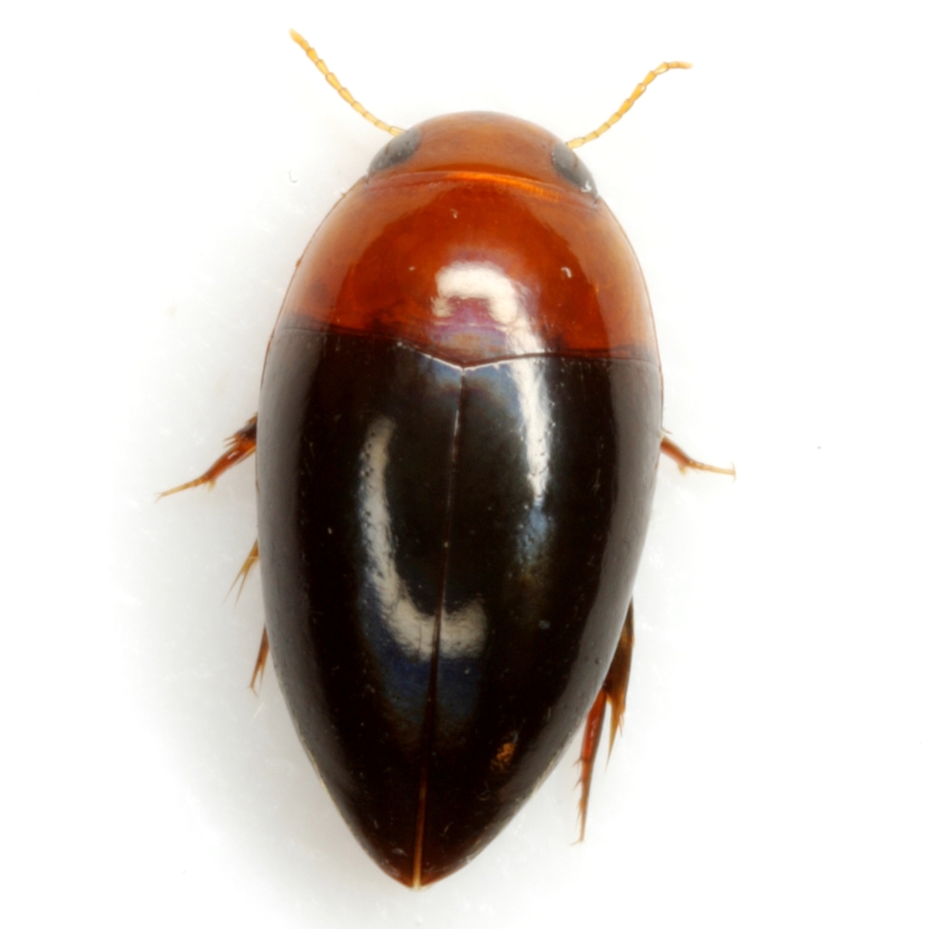 Hydrocanthus atripennis