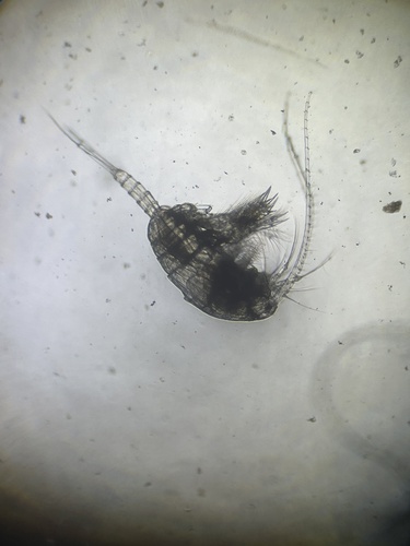 Temora longicornis