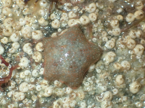 Asterina gibbosa