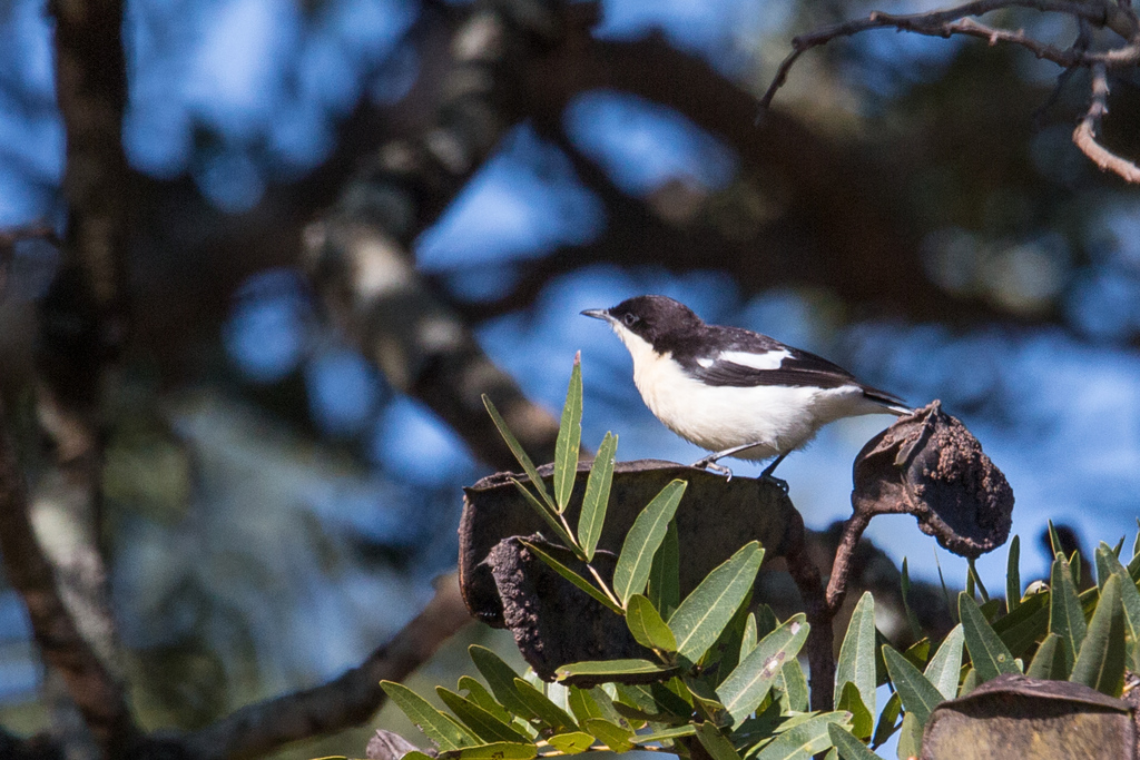 Southern Hyliota (Hyliota australis) photo