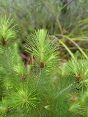 Stenanthera pinifolia