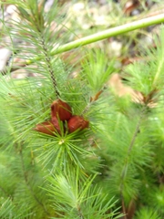 Stenanthera pinifolia