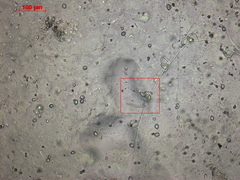 Orbiliales
