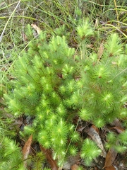 Stenanthera pinifolia