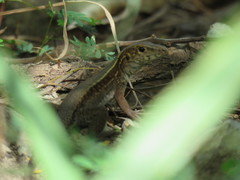 Pholidoscelis fuscatus