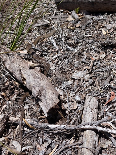 Mainland Dugite sighting