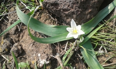 Ornithogalum lanceolatum