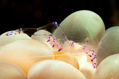 Ancylomenes sarasvati