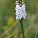 New South Wales Coral Heath - Photo (c) Margaret Donald, some rights reserved (CC BY-NC-ND)