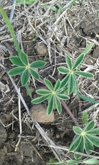 Lupinus pilosus