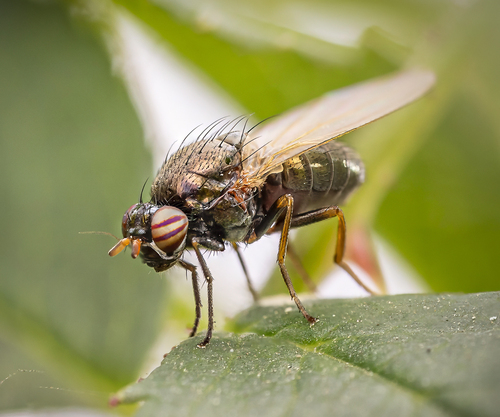 Calliopum aeneum