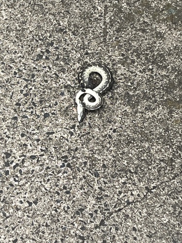 Coastal Carpet Python sighting