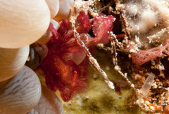 Achaeus japonicus