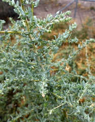 Asphondylia floccosa