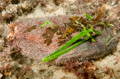 Australostichopus mollis