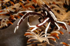 Allogalathea elegans