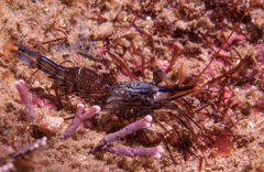 Rhynchocinetes serratus