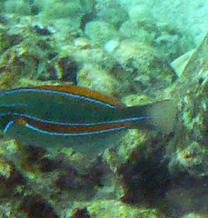 Stethojulis balteata