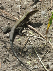 Pholidoscelis fuscatus
