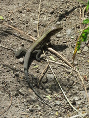 Pholidoscelis fuscatus