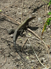 Pholidoscelis fuscatus