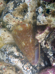Conus rattus image