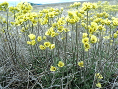 Draba simmonsii