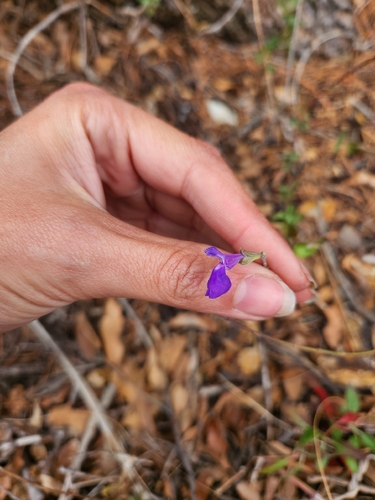 Salvia lycioides, photograph 2