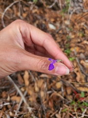 Salvia lycioides, photograph (c) Jackie T, some rights reserved (CC BY)