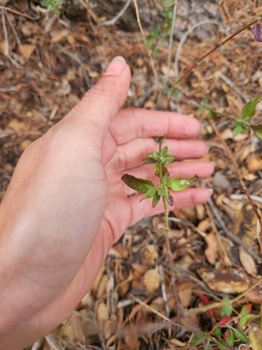 Salvia lycioides, photograph 3