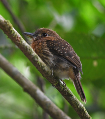 Malacoptila mystacalis