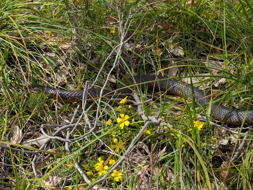 Western Tiger Snake sighting