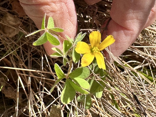 hairy woodsorrel (Oxalis pilosa)