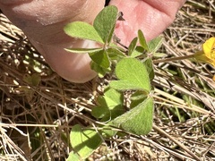 Oxalis pilosa, photograph author not stated, no rights reserved