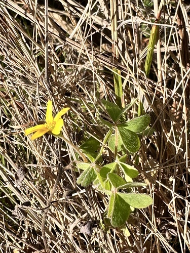 Oxalis pilosa, photograph 5