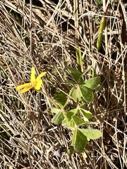 Oxalis pilosa, photograph author not stated, no rights reserved