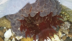 Phlyctenanthus australis