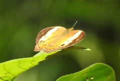 Cupha arias