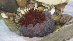 Phlyctenanthus australis