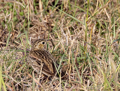 Anthus spragueii