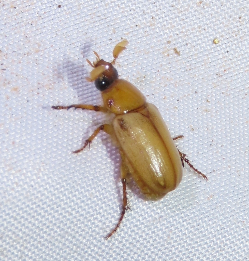 Cyclocephala longula