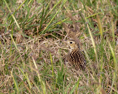 Anthus spragueii