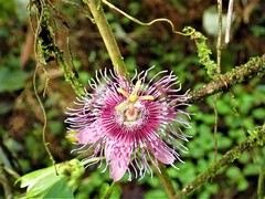 Passiflora oerstedii