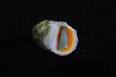 Nerita erythrostoma